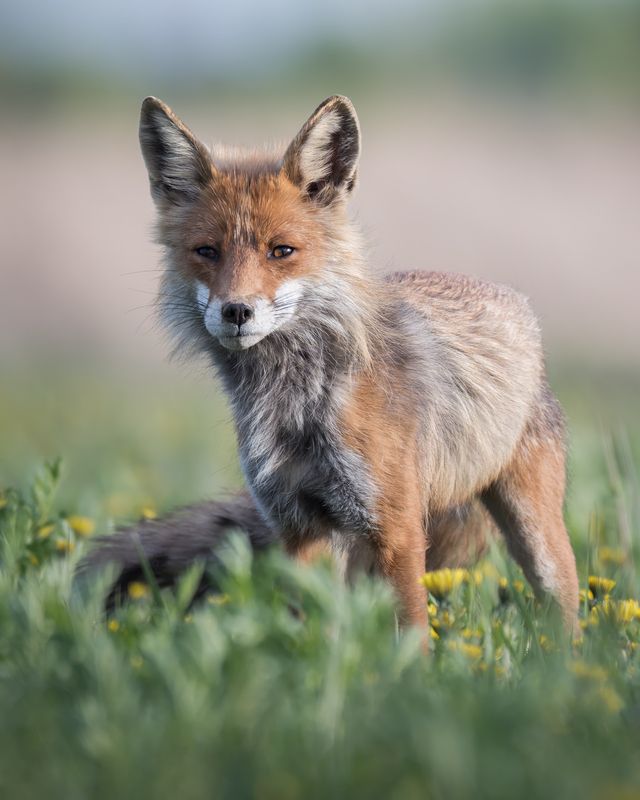 Обыкновенная лисица (Vulpes vulpes) фото превью