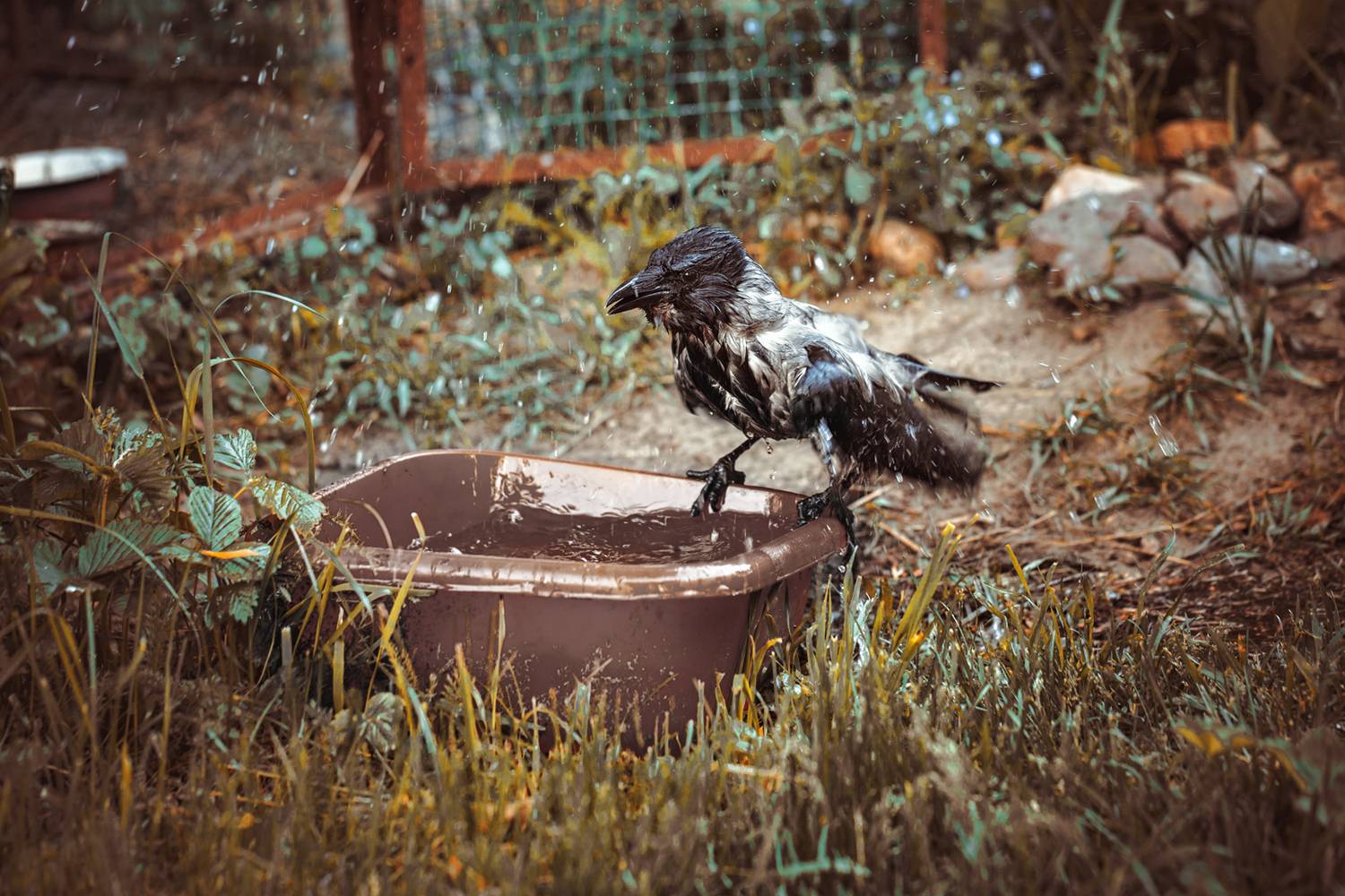 , Шурчков Юрий