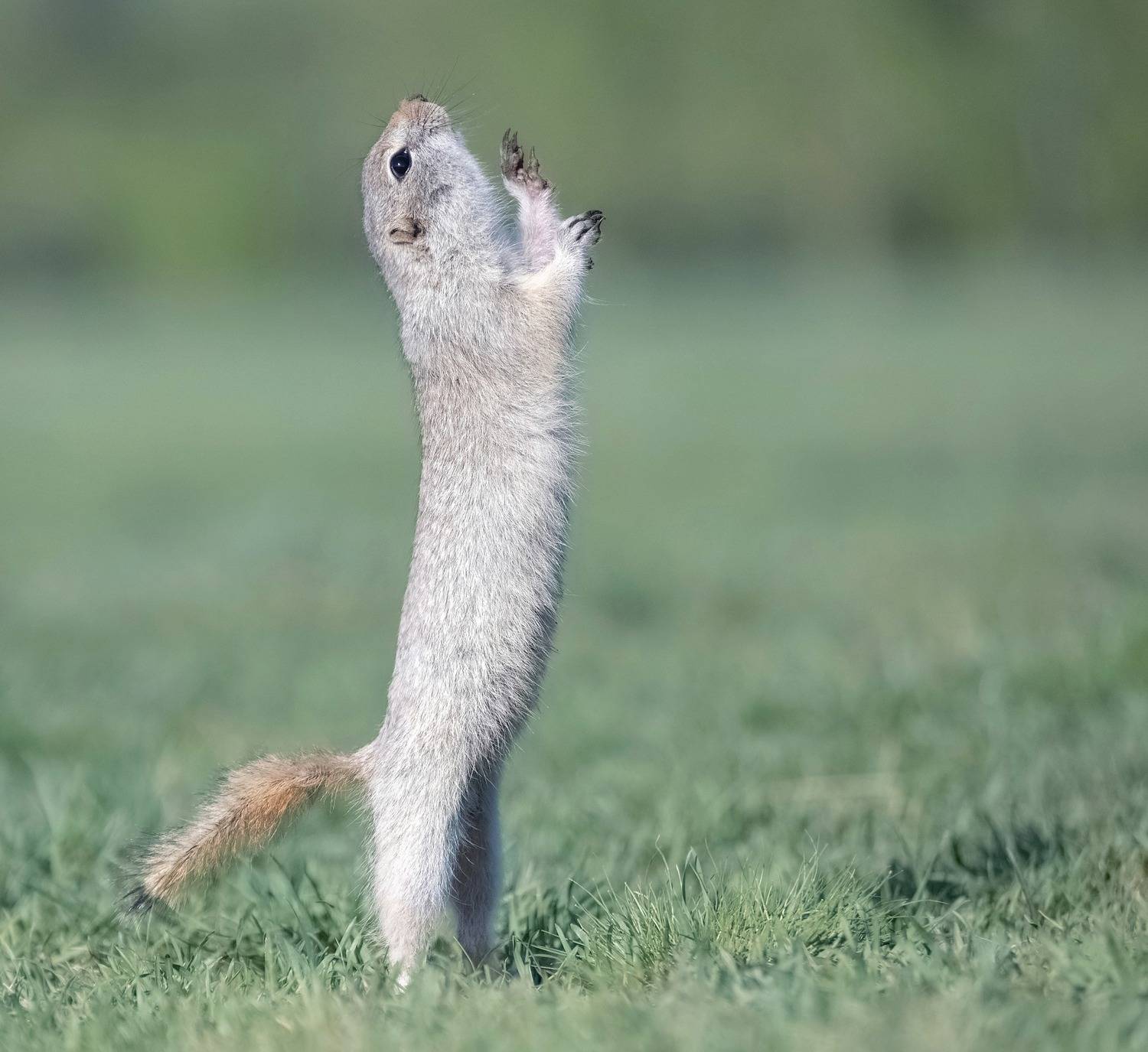 суслик, красноярск, животный мир., Фомина Марина