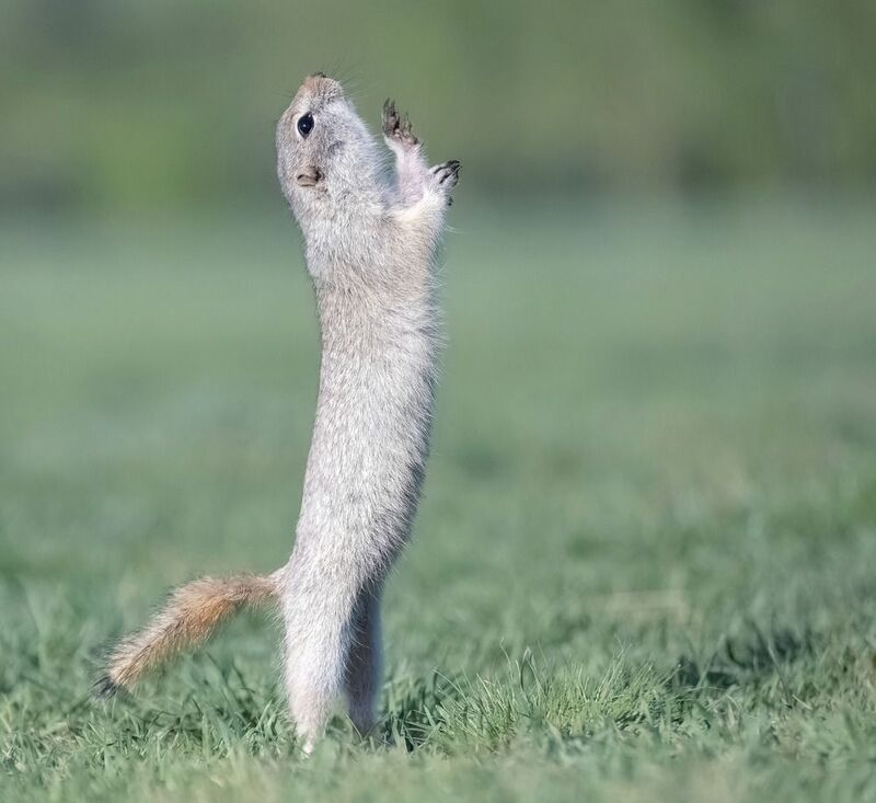 суслик, красноярск, животный мир. Необычный суслик фото превью