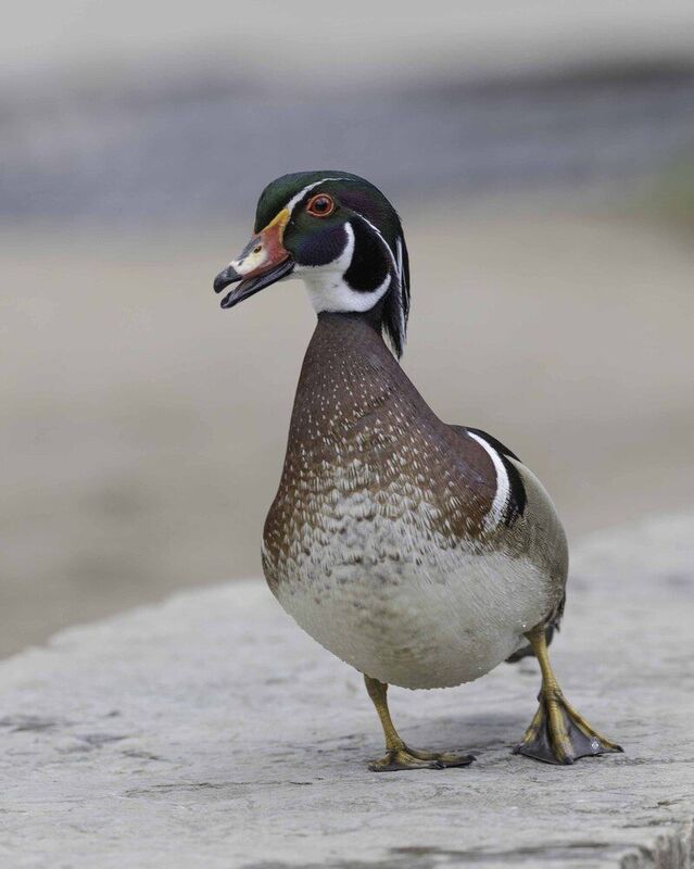 Wood duck фото превью