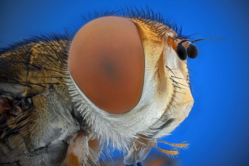 ceclii, macro  фото превью