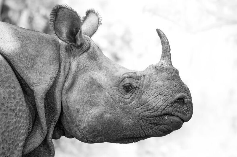 One horned Unicorn from Manas National Park фото превью