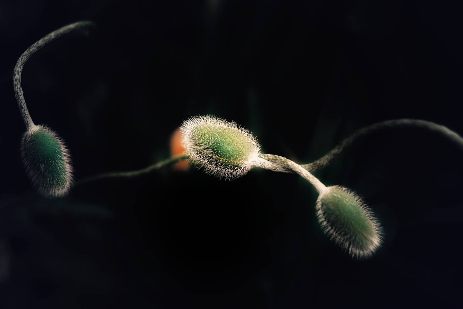 , Юлияна Стоянова