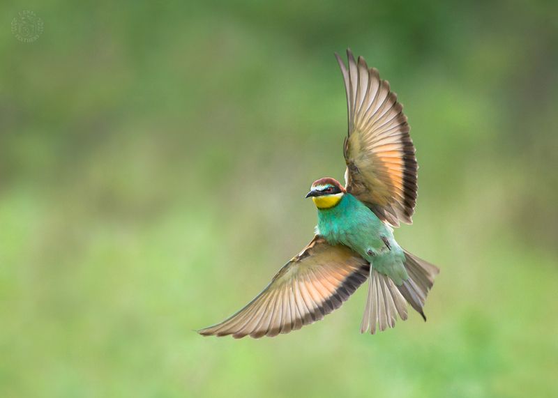 Щурка - Lens and Feathers фото превью