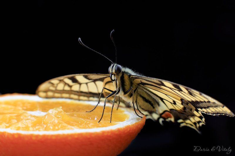 бабочка,Махаон,макро, Махаон фото превью
