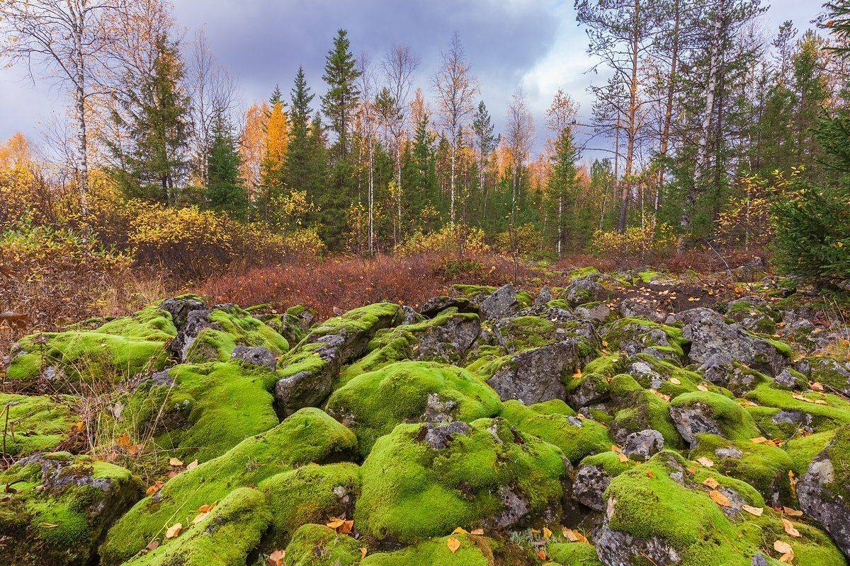 Гух, Камни, Курумник, Мох, Осень, Север, Урал, Кирилл Уютнов