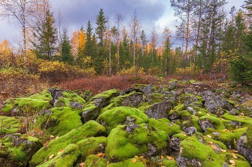 Мох и камни
