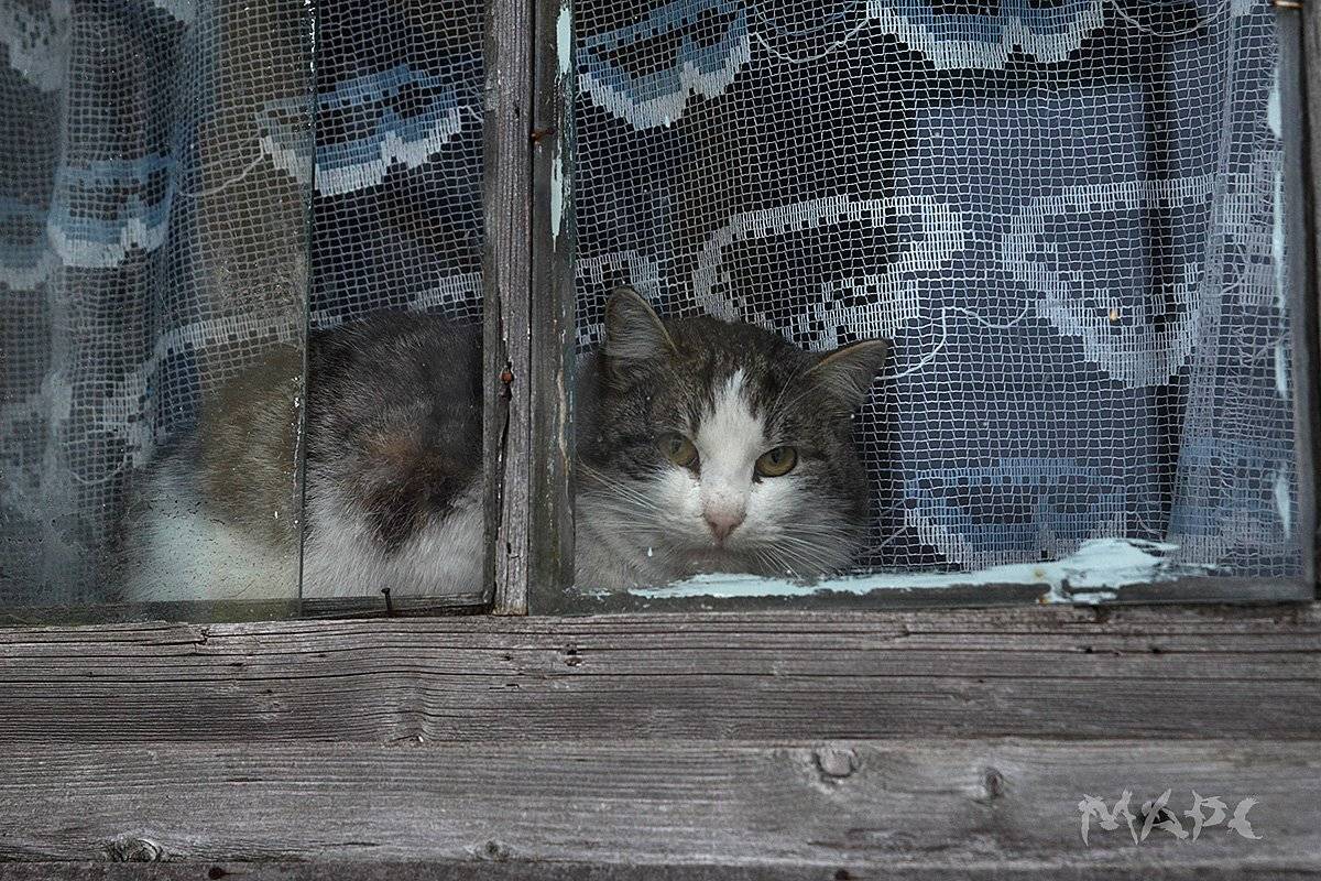 , Шангареев Марс