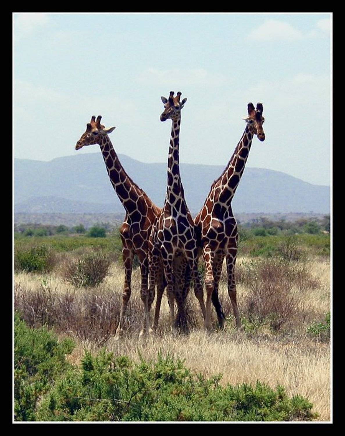 girafas, Родислав Дрибен