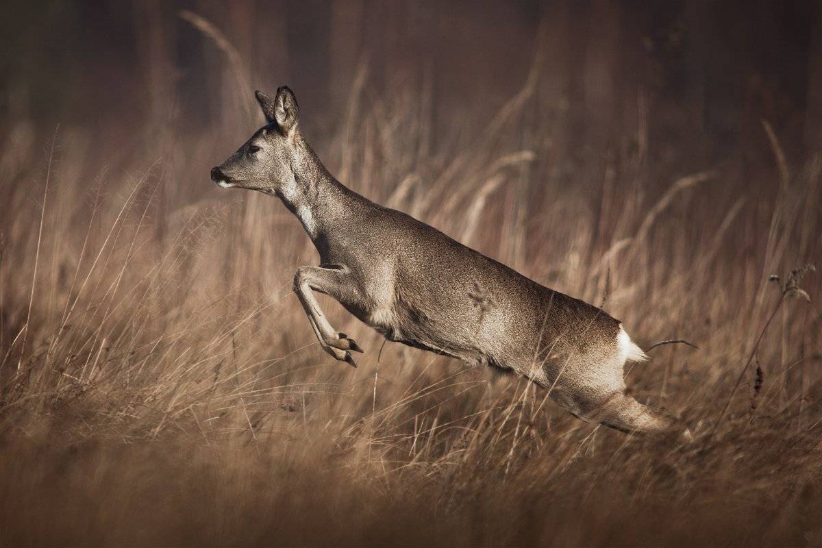 roe, roe-deer, animal, wildlife,nature, Wojciech Grzanka