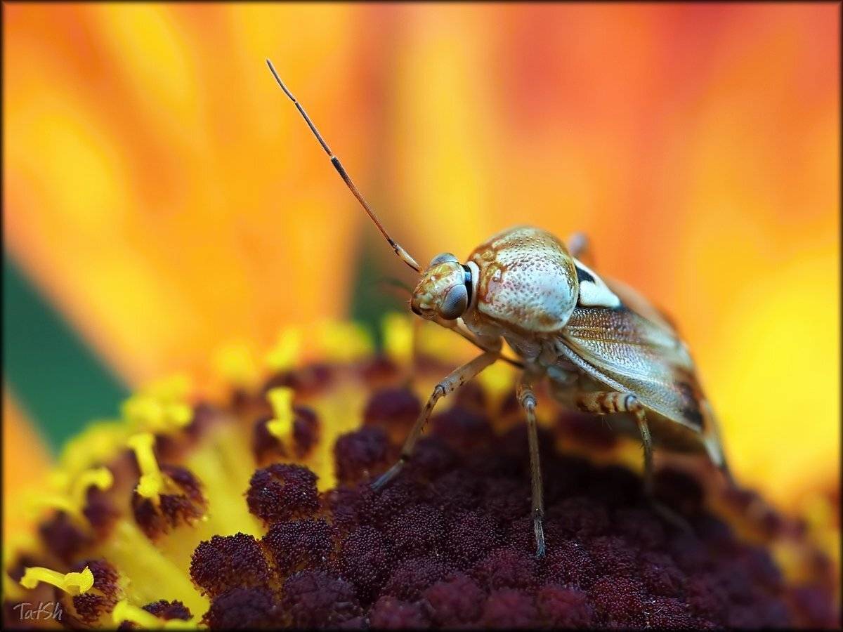 Клоп, Макро, Насекомые, Слепняк, Шипилова Татьяна