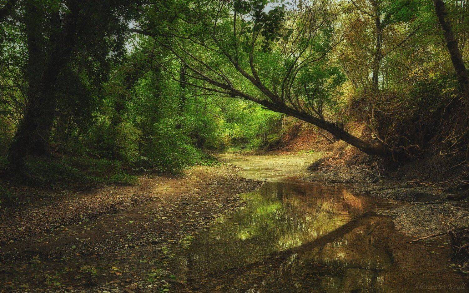 лес, ручей, Александр Круль