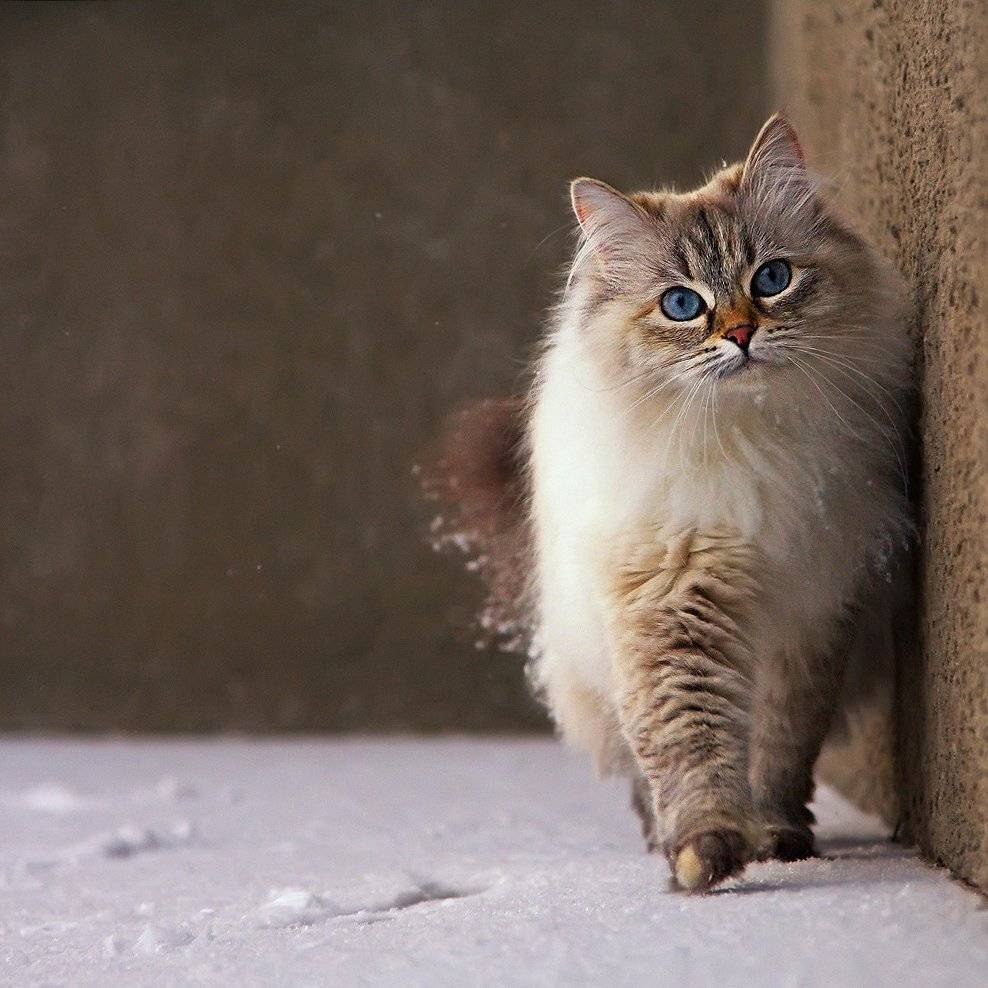 , Елена Соловьёва