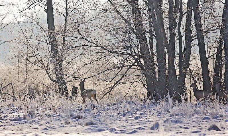 болото, дикая природа, зима, косули, лес, лось, опушка, февраль Солнечным утром фото превью