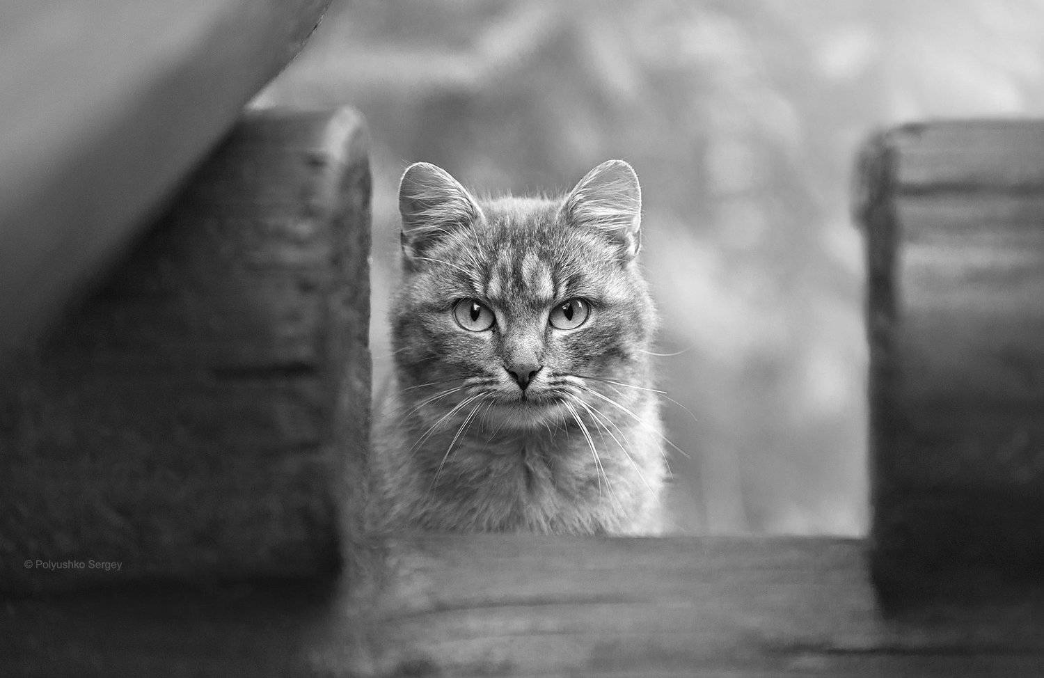 Cat, Кот, Полюшко Сергей
