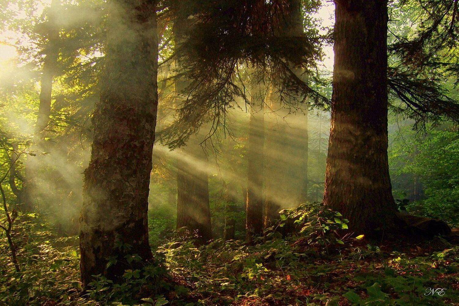 горы лес пихта, Евгений Никишин