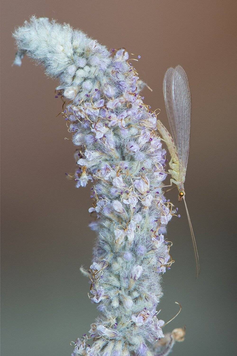 , Кузнецов Дмитрий