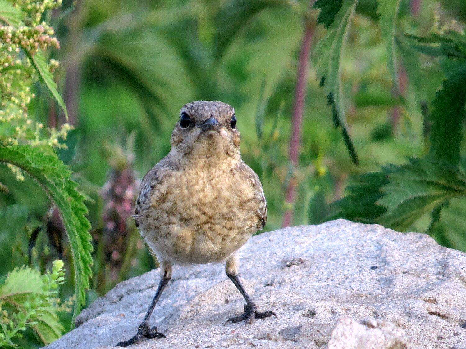 листопад, Наталья Неверова