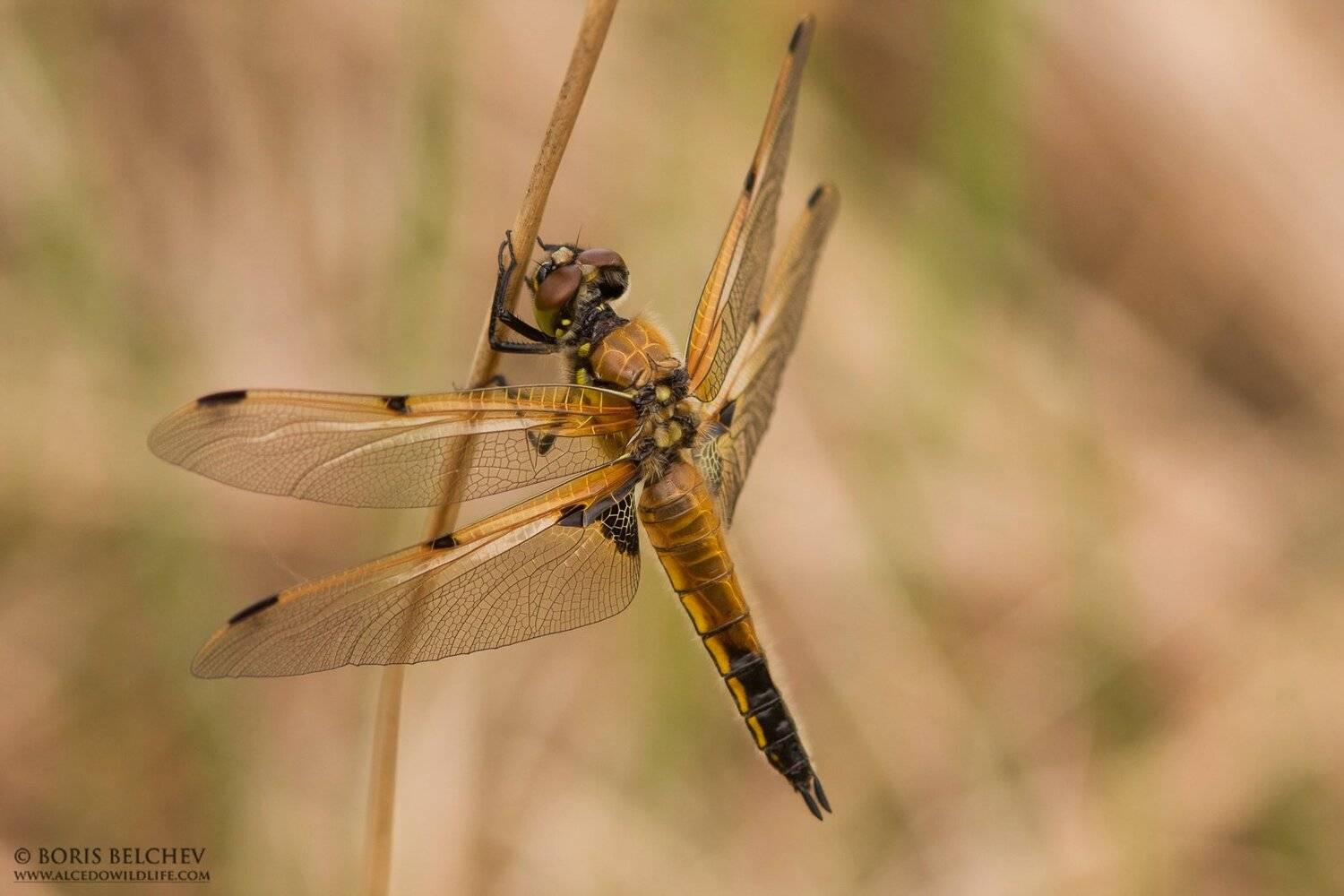 , Борис Белчев