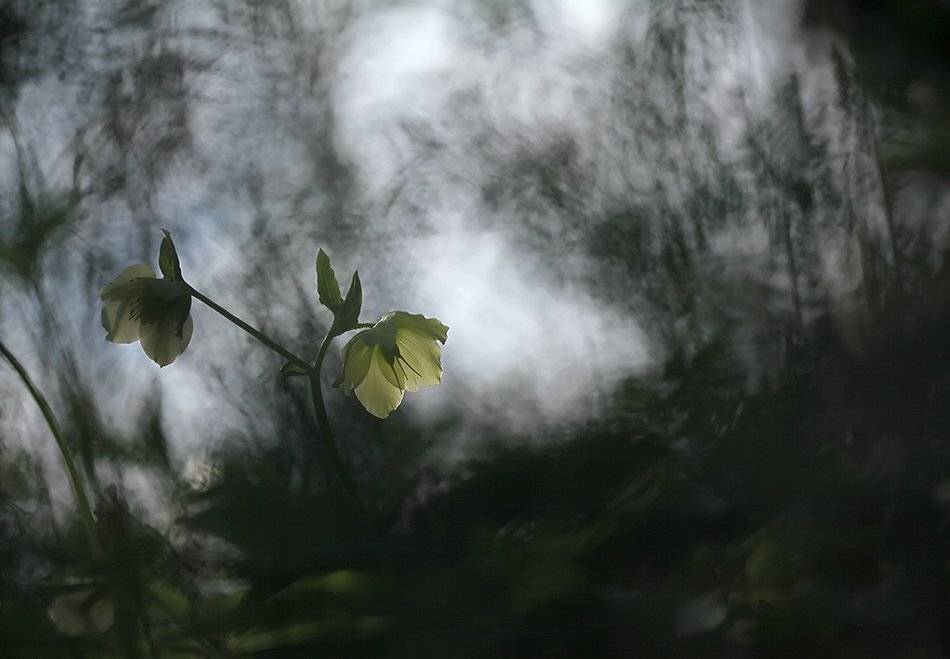 , Иваненко Светлана