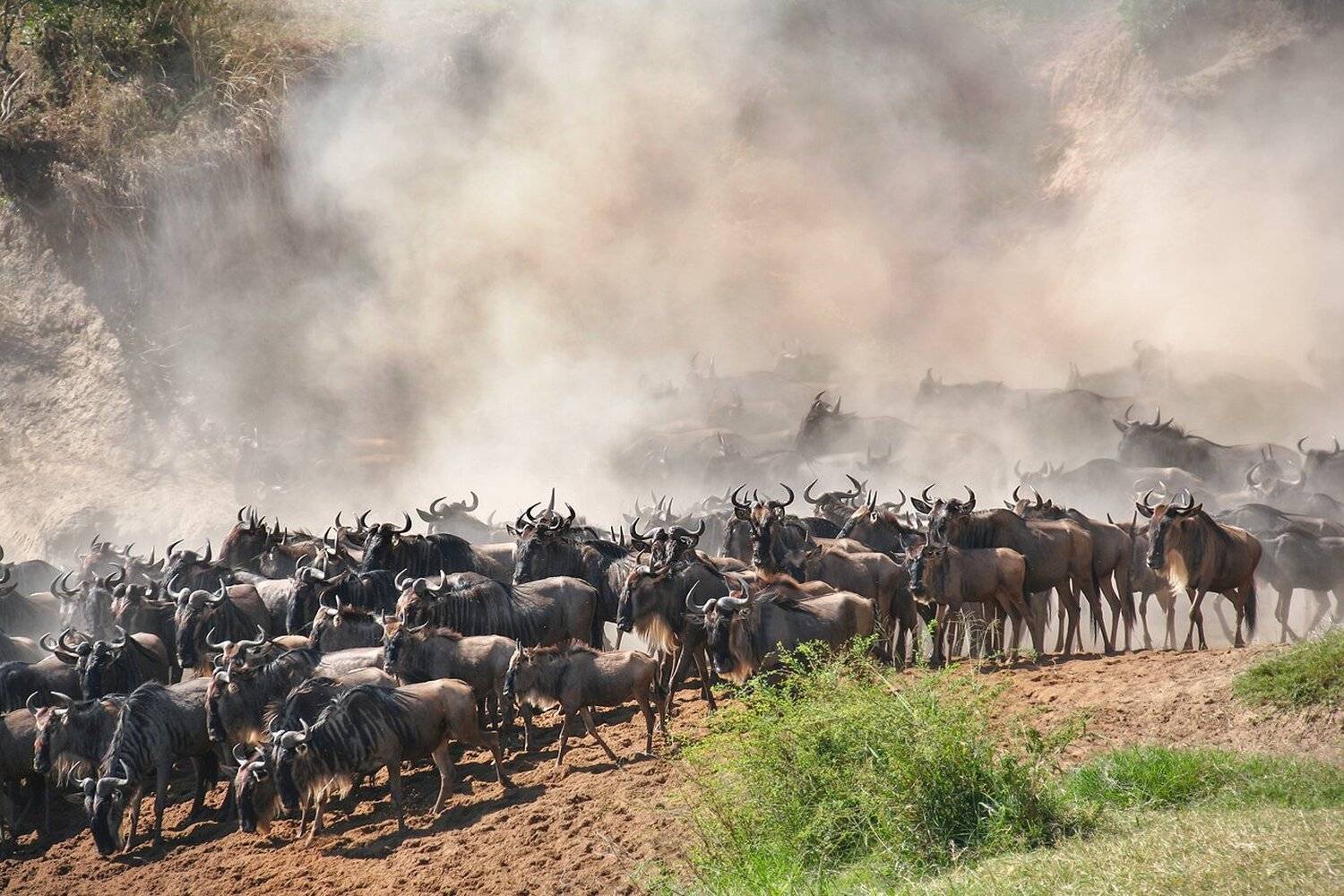 , Михаил Туркеев