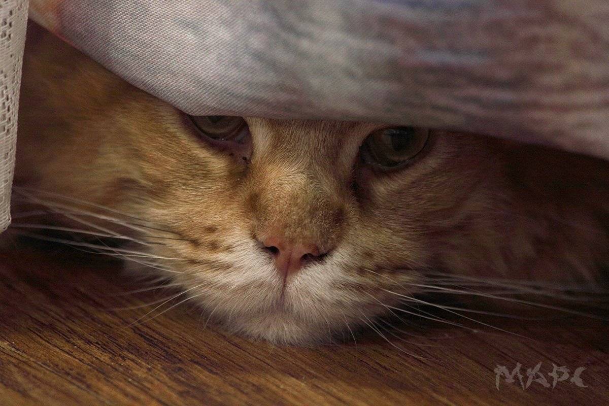 , Шангареев Марс