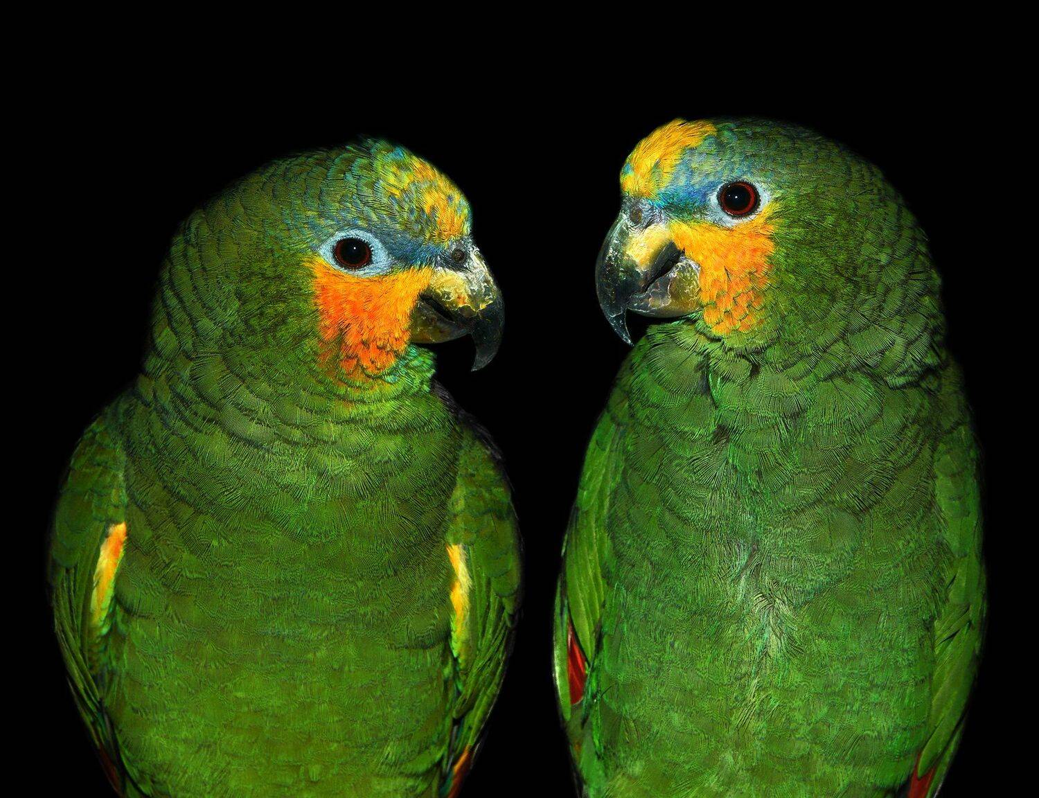 , Олег Богданов