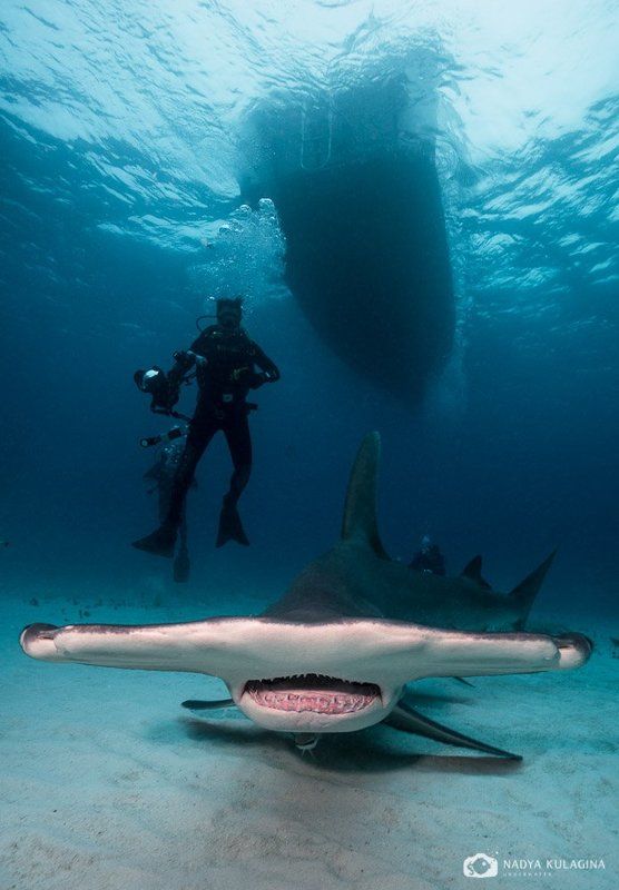 подводное фото, Боковое зрение фото превью