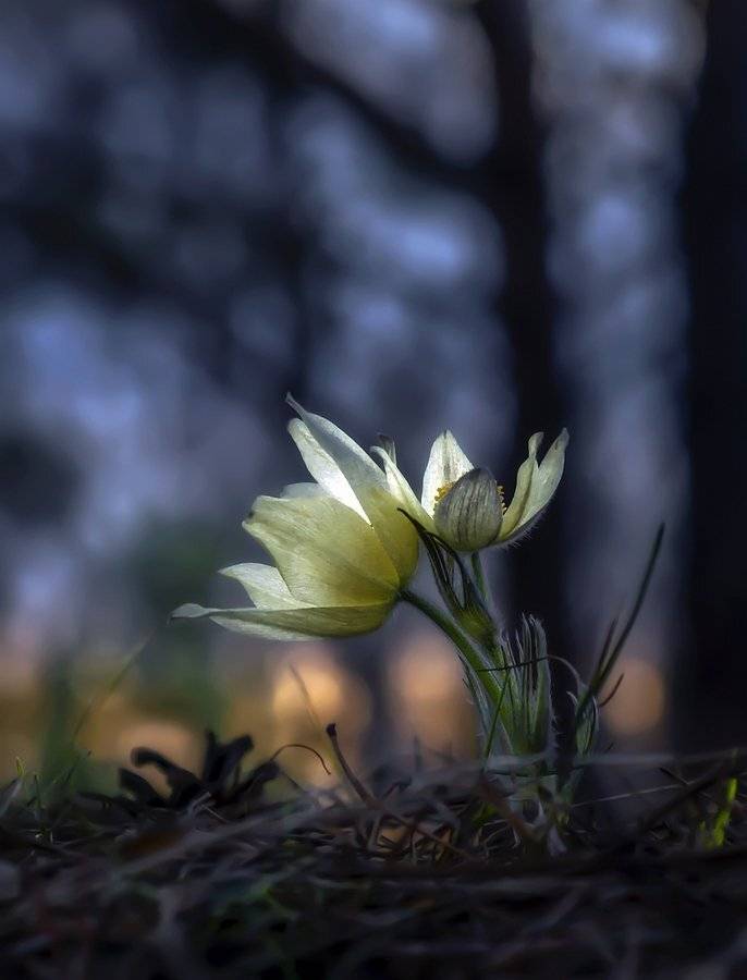 , Анатольевич