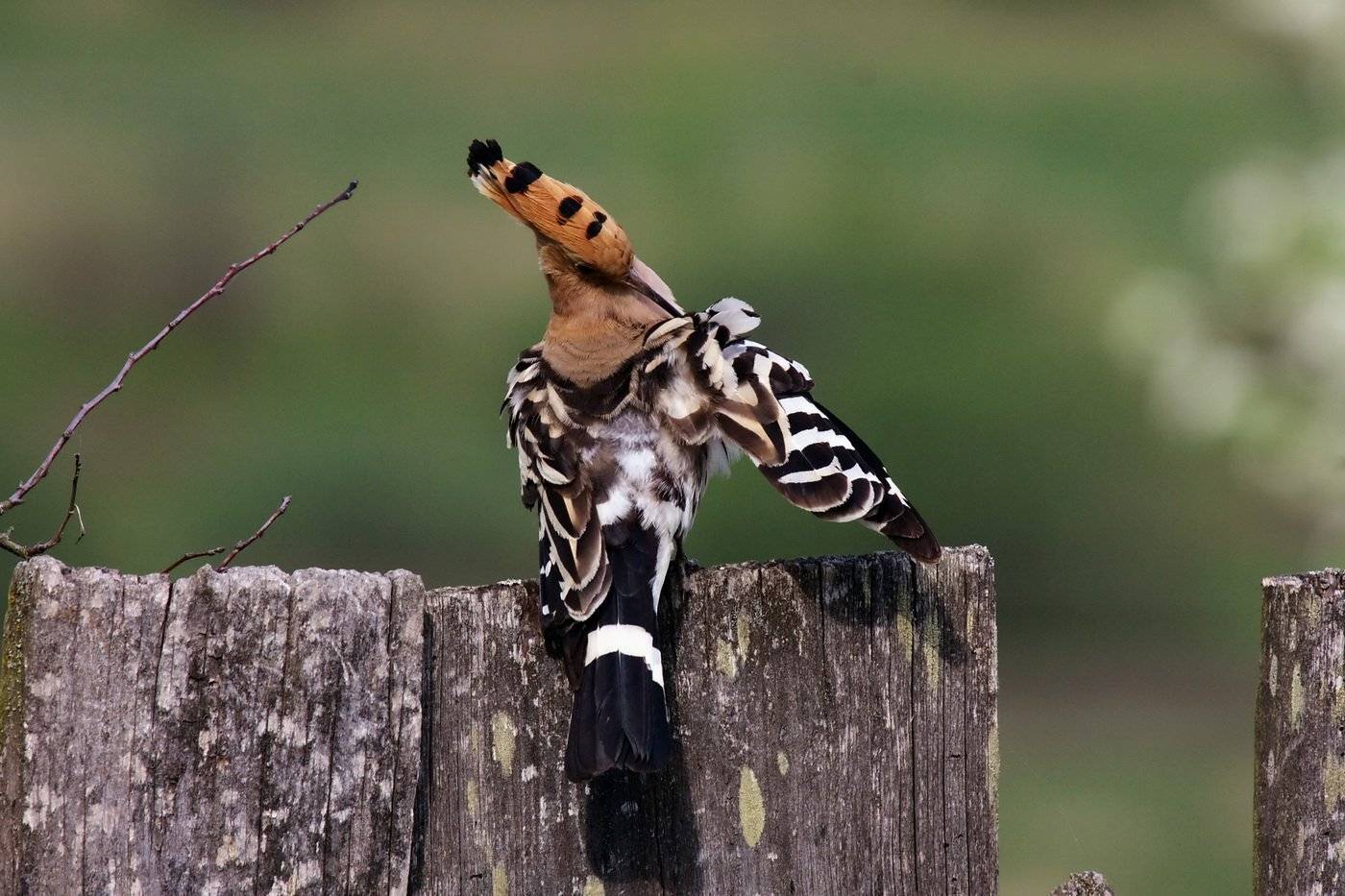 , Андрей Шимчук