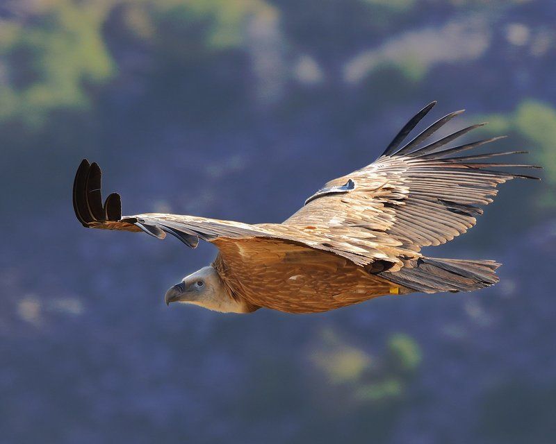 парение фото превью