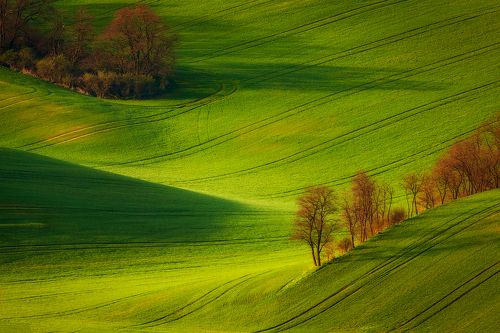Moravian Fields