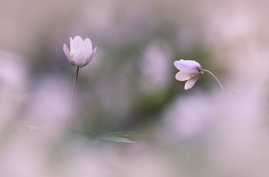 , Вячеслав Мищенко