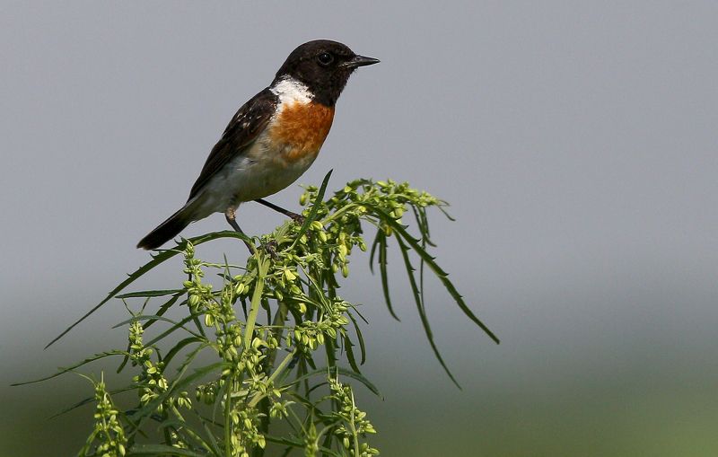 #birds, #European stonechat, #fauna, #nature, #Saxicola rubicola, #wildlife, #природа, #птицы, #фауна, #чекан черноголовый Чекан черноголовый ( Saxicola rubicola ) фото превью