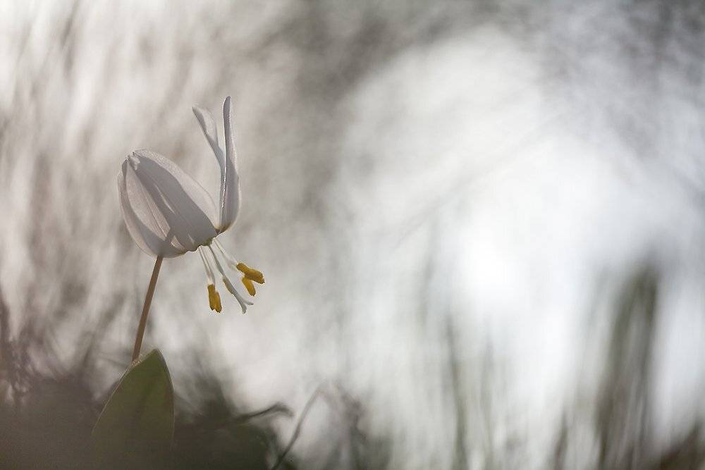 , Иваненко Светлана