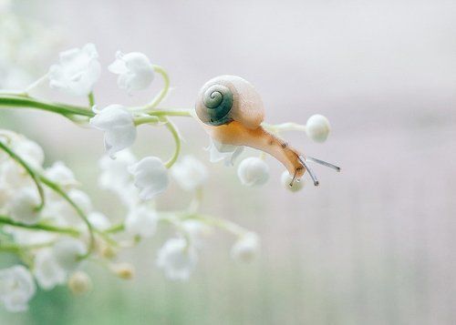 Весны пленительная сила