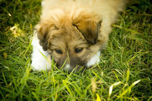 Джунгарский Алатау