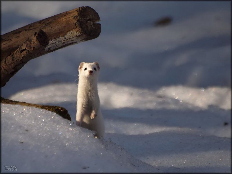 Встреча с лаской фото превью