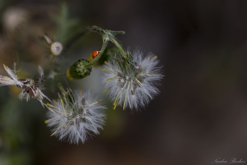 ladybug and flowers фото превью