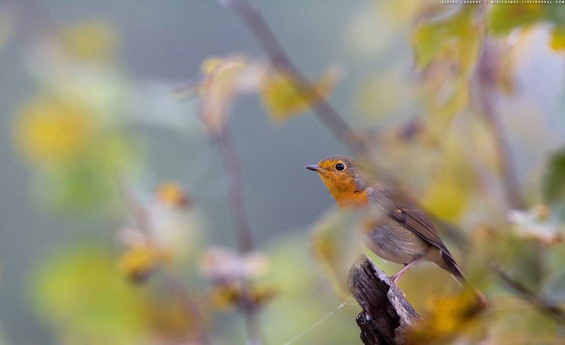 , Алексей Лобанов