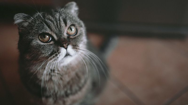 Даша фото превью