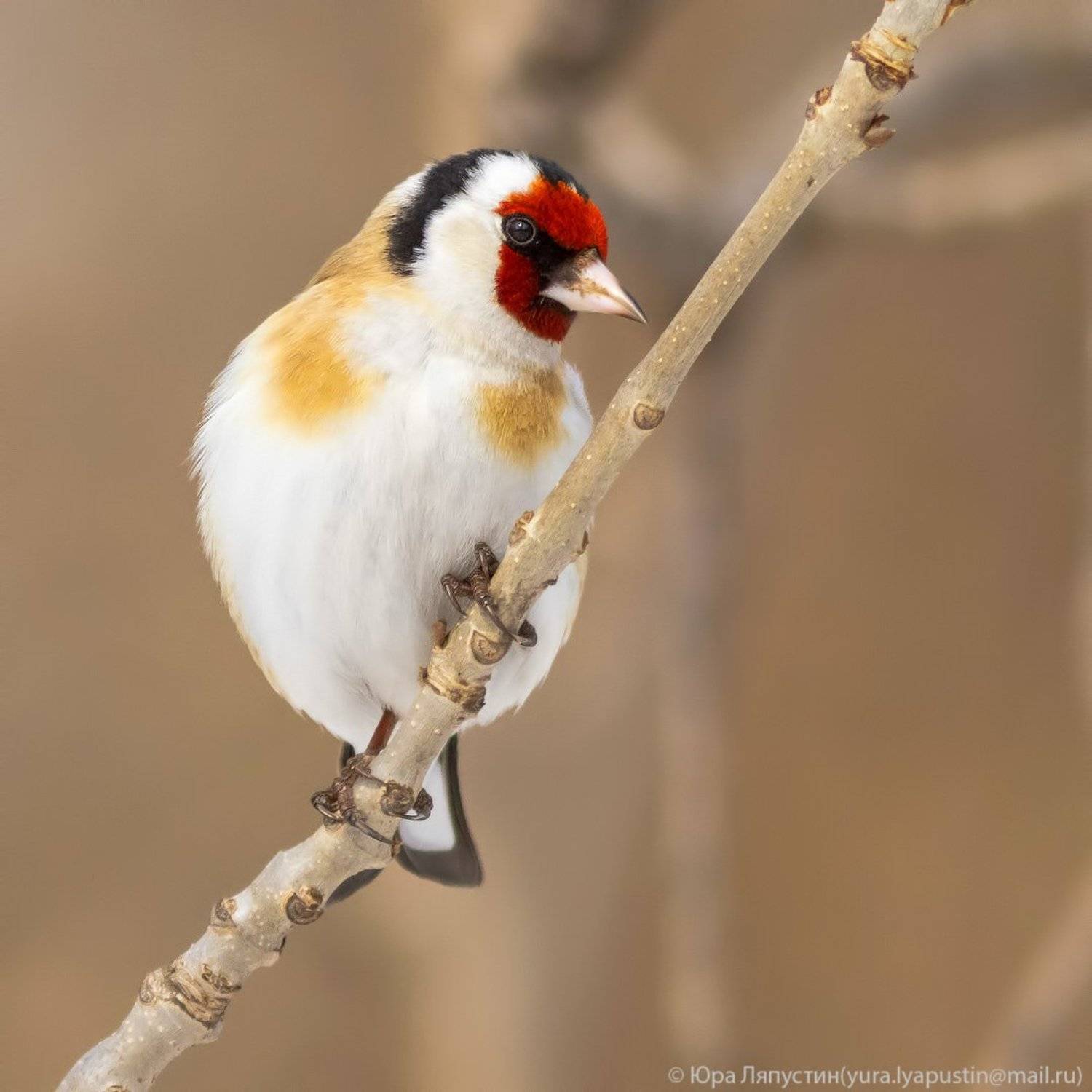 щегол, Ляпустин Юра