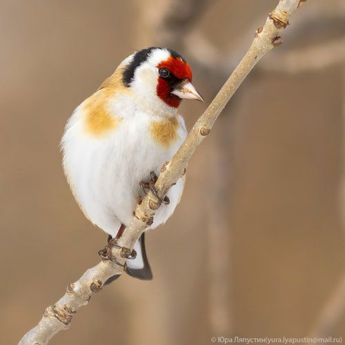 Goldfinch.