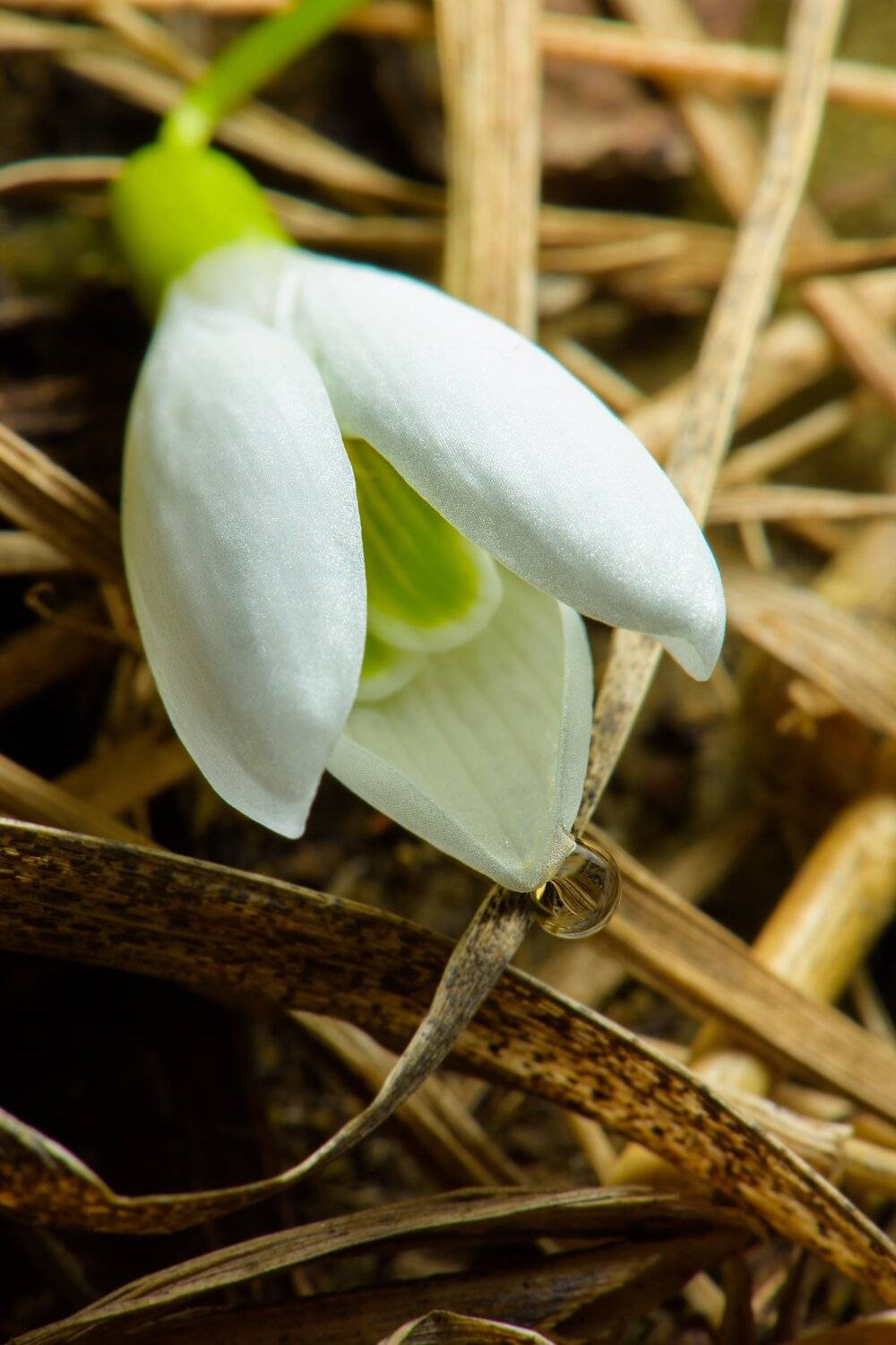 Макро, подснежник, цветок, Лозовский Чеслав