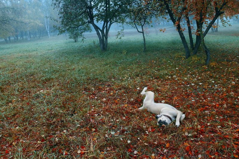 Осенний дурман фото превью