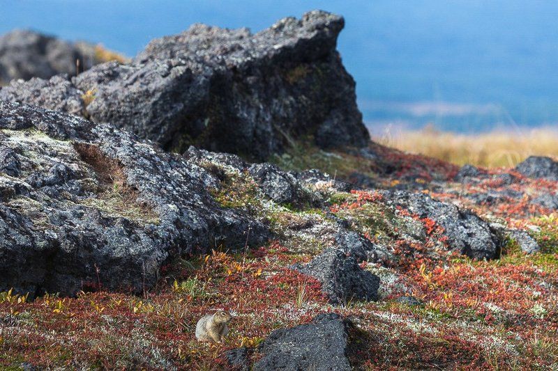 Суслик берингийский в интерьере фото превью