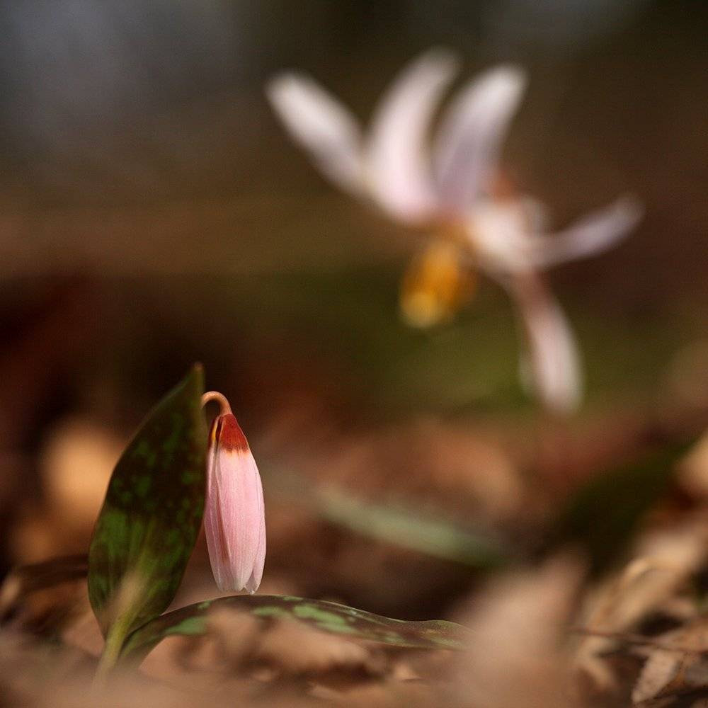 , Иваненко Светлана