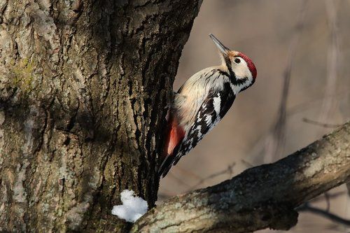 Белоспинный