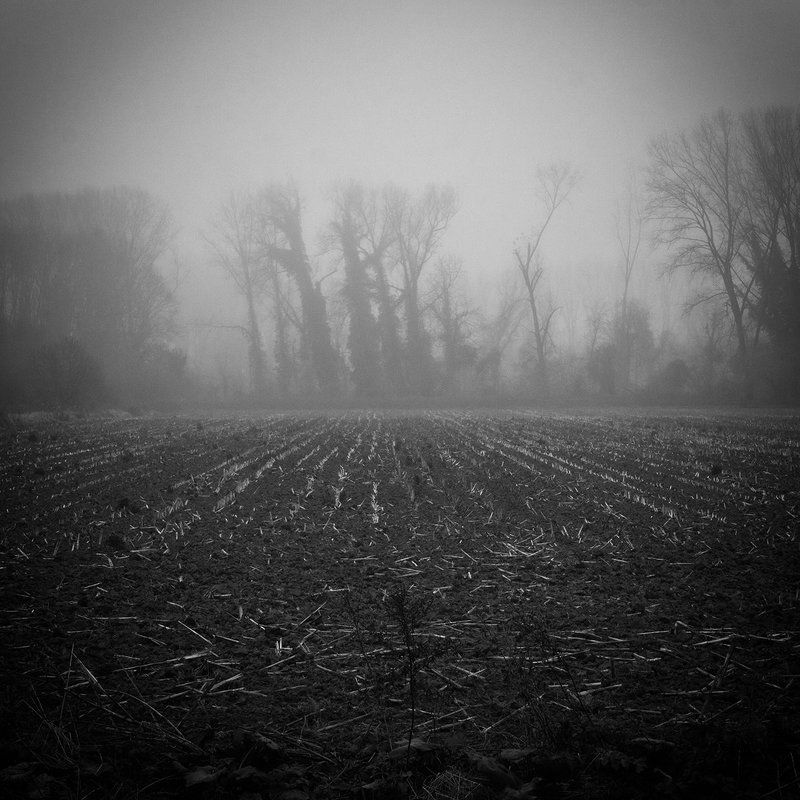 A Forest 4 фото превью
